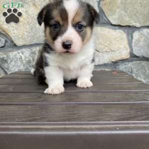 Ember, Pembroke Welsh Corgi Puppy