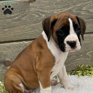 Daisy, Boxer Puppy