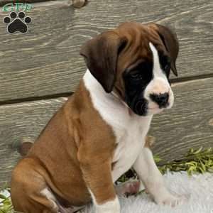 Daisy, Boxer Puppy