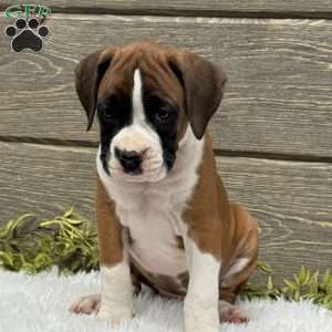 Daisy, Boxer Puppy