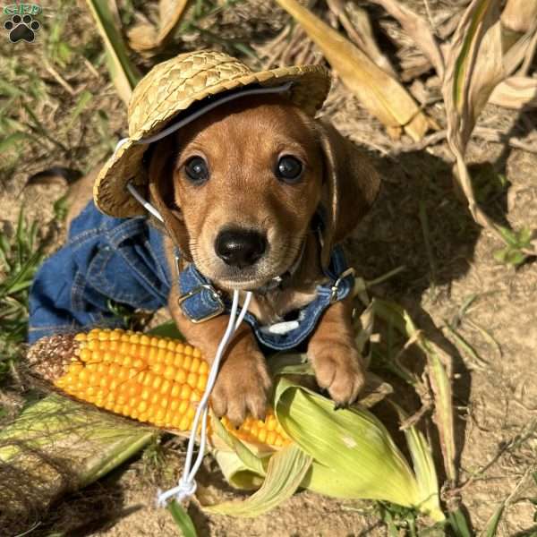Road Block, Dachshund Puppy