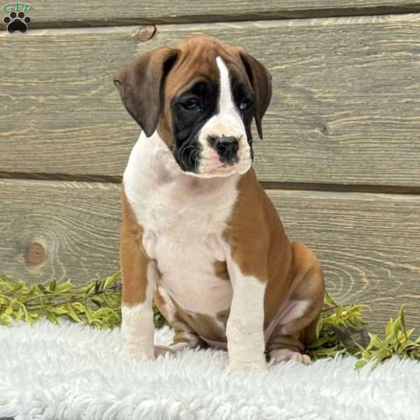 Daisy, Boxer Puppy