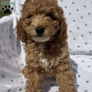 Teddy, Cavapoo Puppy