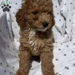 Teddy, Cavapoo Puppy