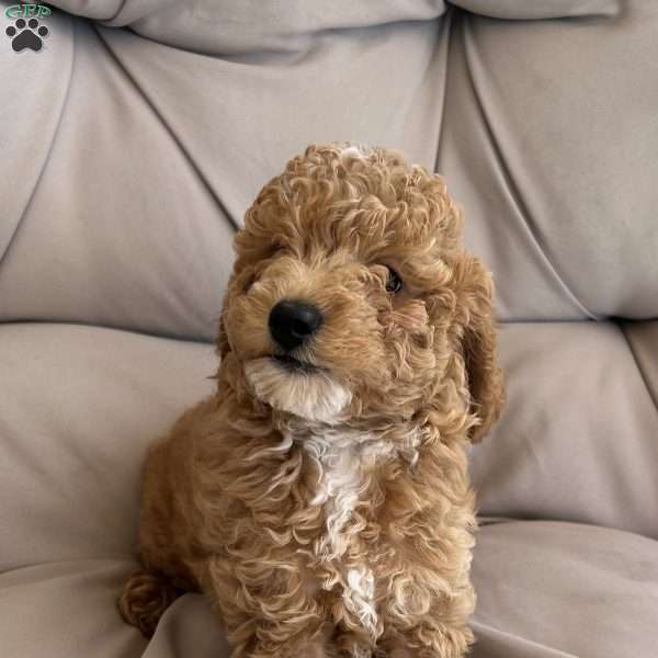Teddy, Cavapoo Puppy