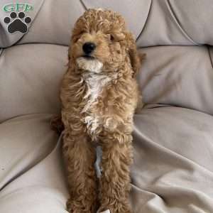 Teddy, Cavapoo Puppy