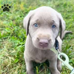 Silver, Silver Labrador Retriever Puppy