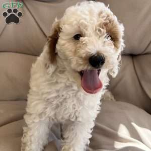 Cotton, Cavapoo Puppy