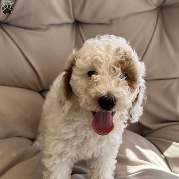 Cotton, Cavapoo Puppy