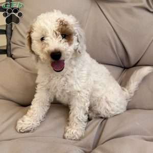 Cotton, Cavapoo Puppy