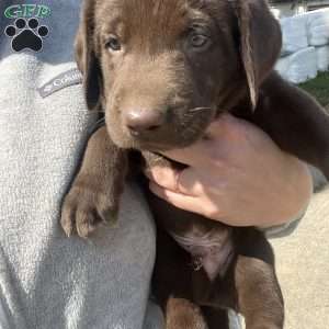 Hershey, Silver Labrador Retriever Puppy