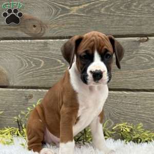 Max, Boxer Puppy