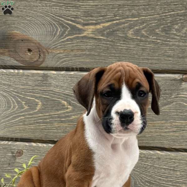 Max, Boxer Puppy