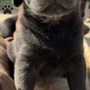 Midnight, Silver Labrador Retriever Puppy