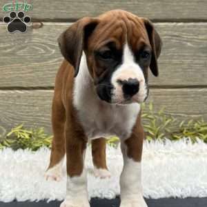 Max, Boxer Puppy