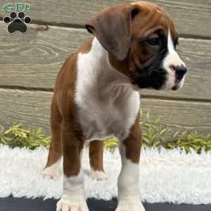 Max, Boxer Puppy