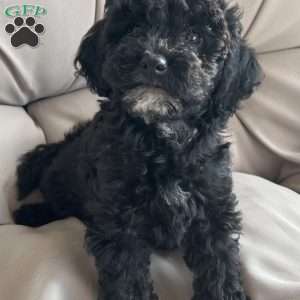 Cricket, Cavapoo Puppy