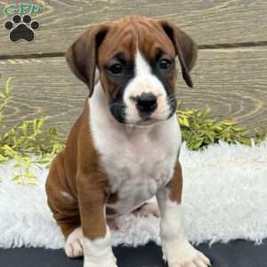 Max, Boxer Puppy