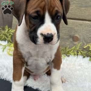 Max, Boxer Puppy