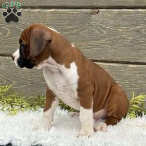 Max, Boxer Puppy