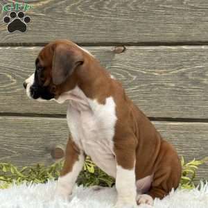 Max, Boxer Puppy