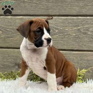 Max, Boxer Puppy
