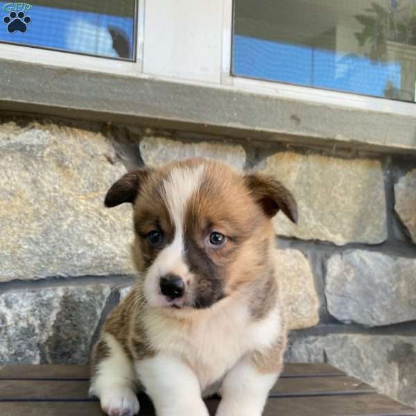 Leo, Pembroke Welsh Corgi Puppy