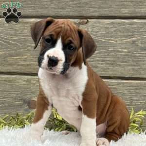 Max, Boxer Puppy