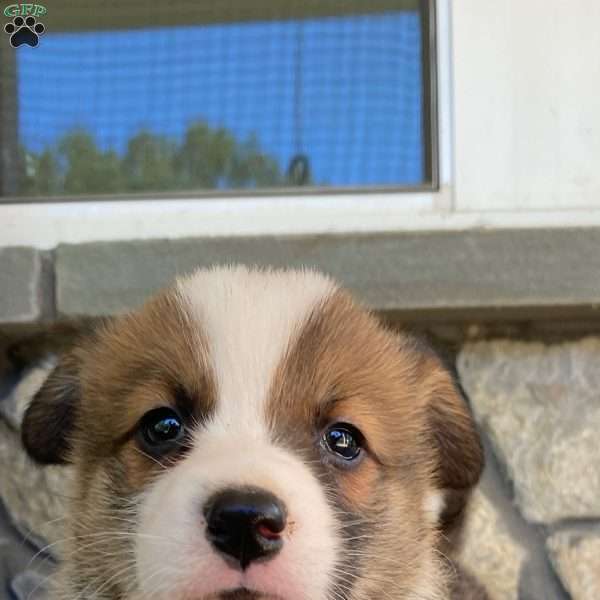 Bear, Pembroke Welsh Corgi Puppy