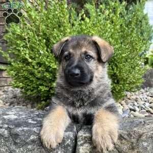 Honey, German Shepherd Puppy