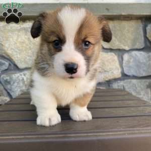 Bear, Pembroke Welsh Corgi Puppy