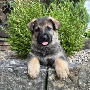Honey, German Shepherd Puppy