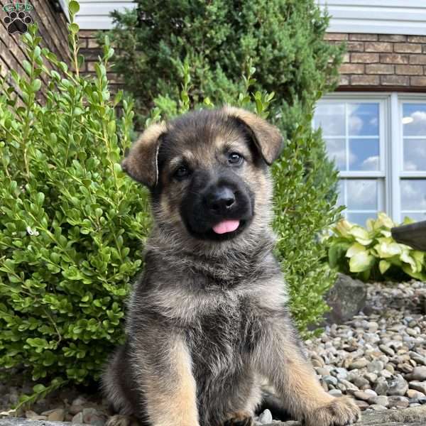 Honey, German Shepherd Puppy