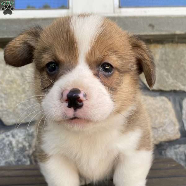 Hank, Pembroke Welsh Corgi Puppy