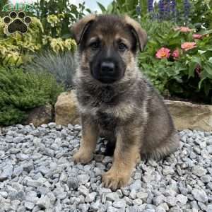 Honey, German Shepherd Puppy