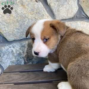 Sammy, Pembroke Welsh Corgi Puppy