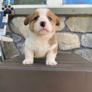 Sammy, Pembroke Welsh Corgi Puppy