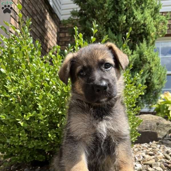 Teya, German Shepherd Puppy
