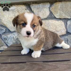 Bruno, Pembroke Welsh Corgi Puppy