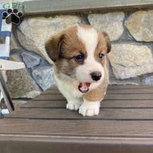 Bruno, Pembroke Welsh Corgi Puppy