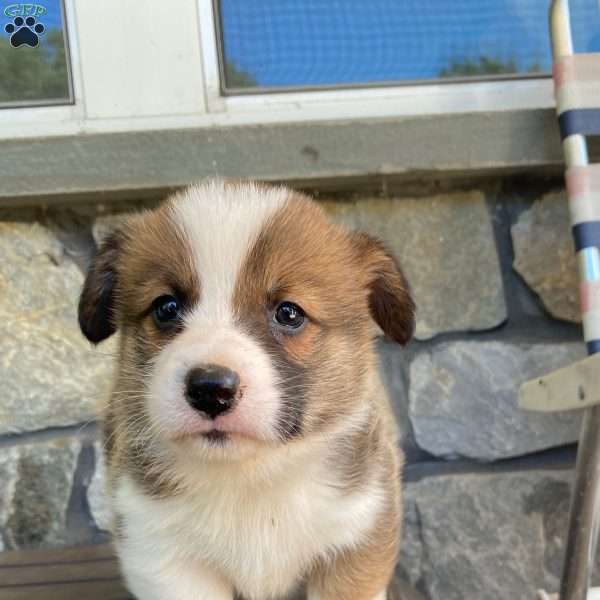 Bruno, Pembroke Welsh Corgi Puppy