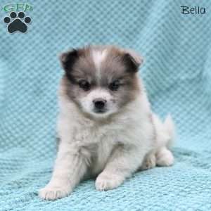 Bella, Pomeranian Puppy