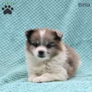 Bella, Pomeranian Puppy