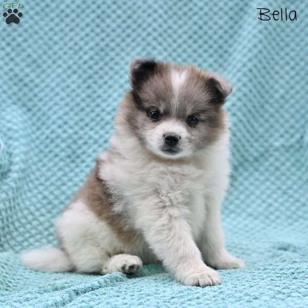 Bella, Pomeranian Puppy