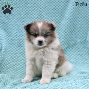 Bella, Pomeranian Puppy