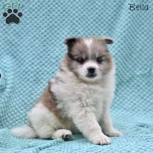 Bella, Pomeranian Puppy