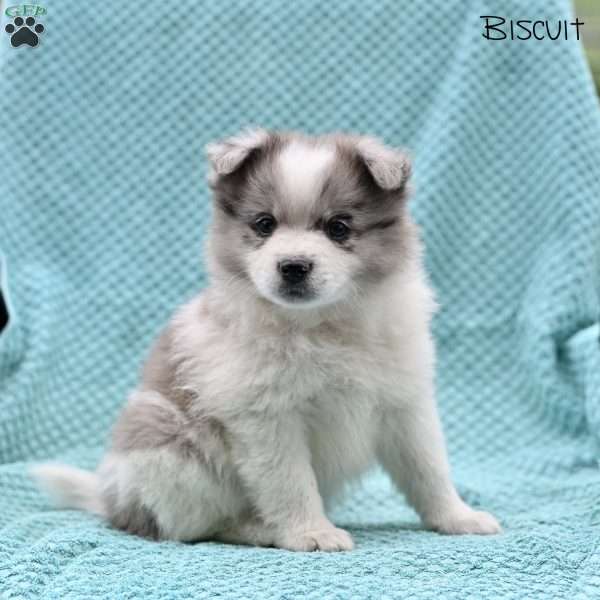Biscuit, Pomeranian Puppy