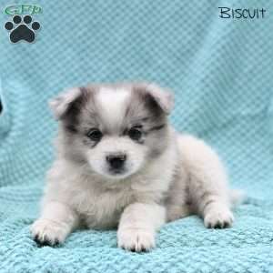 Biscuit, Pomeranian Puppy