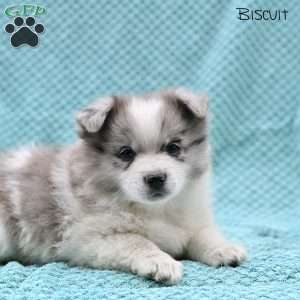 Biscuit, Pomeranian Puppy