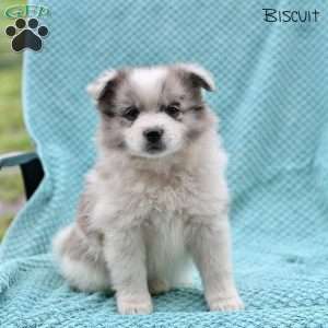 Biscuit, Pomeranian Puppy
